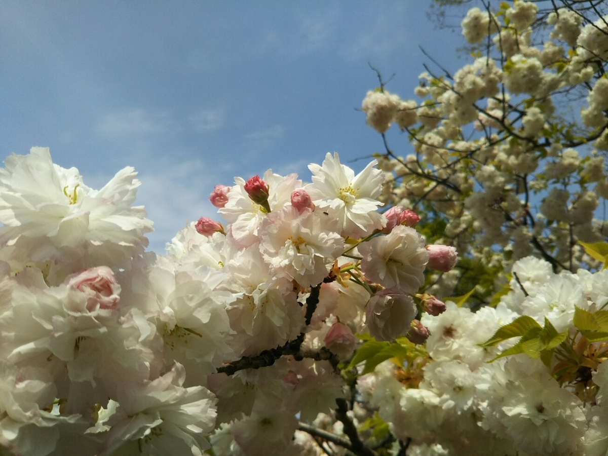 f:id:hirotaka72:20190419134355j:plain