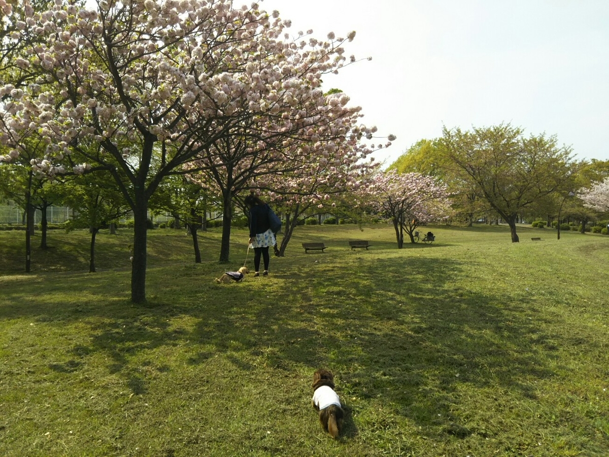 f:id:hirotaka72:20190419135643j:plain