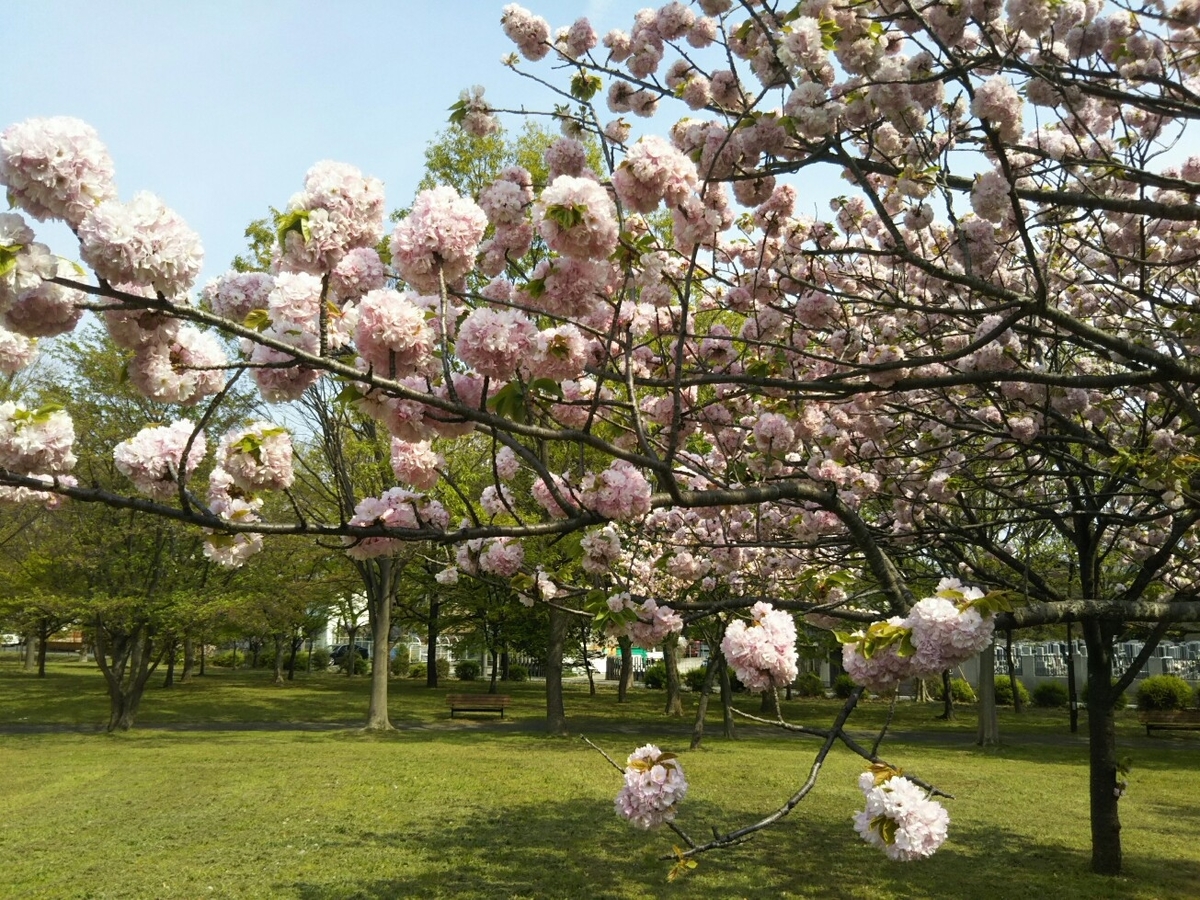 f:id:hirotaka72:20190419135718j:plain