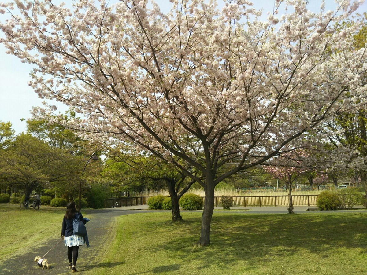 f:id:hirotaka72:20190419135843j:plain