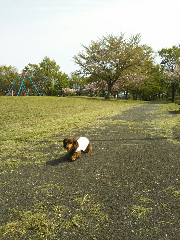 f:id:hirotaka72:20190419135941j:plain