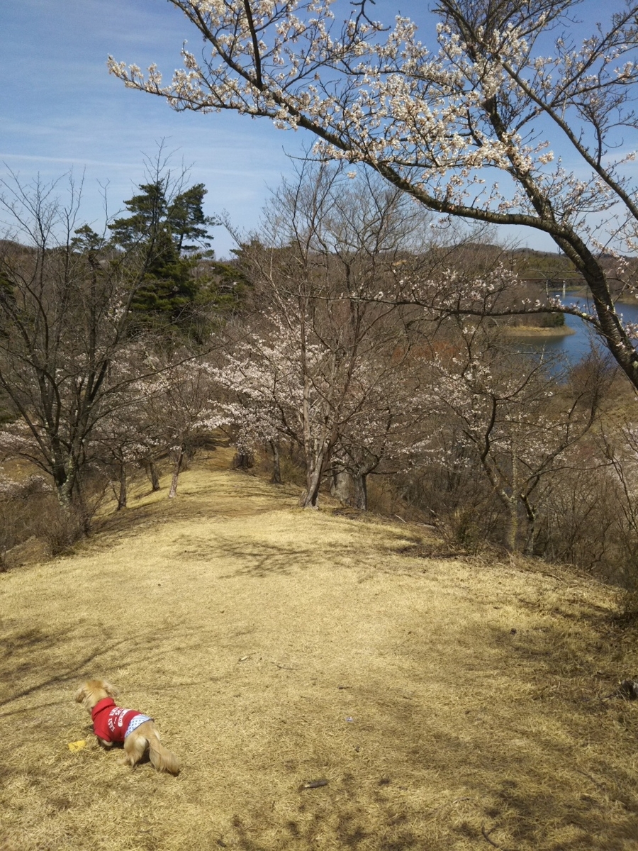 f:id:hirotaka72:20190420111424j:plain f:id:hirotaka72:20190420111424j:plain