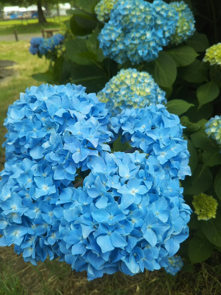 f:id:hirotaka72:20190601091038j:plain f:id:hirotaka72:20190601091038j:plain