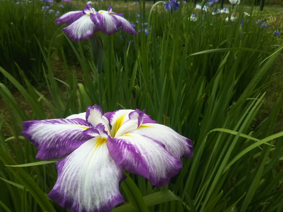 f:id:hirotaka72:20190601091240j:plain f:id:hirotaka72:20190601091240j:plain