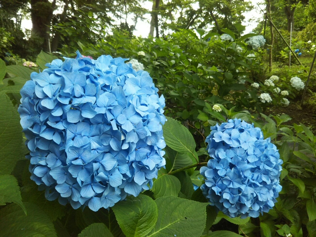 f:id:hirotaka72:20190608112739j:plain