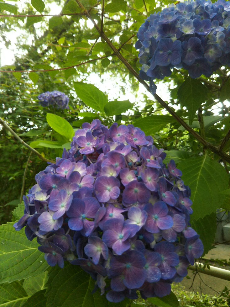 f:id:hirotaka72:20190608112840j:plain f:id:hirotaka72:20190608112840j:plain