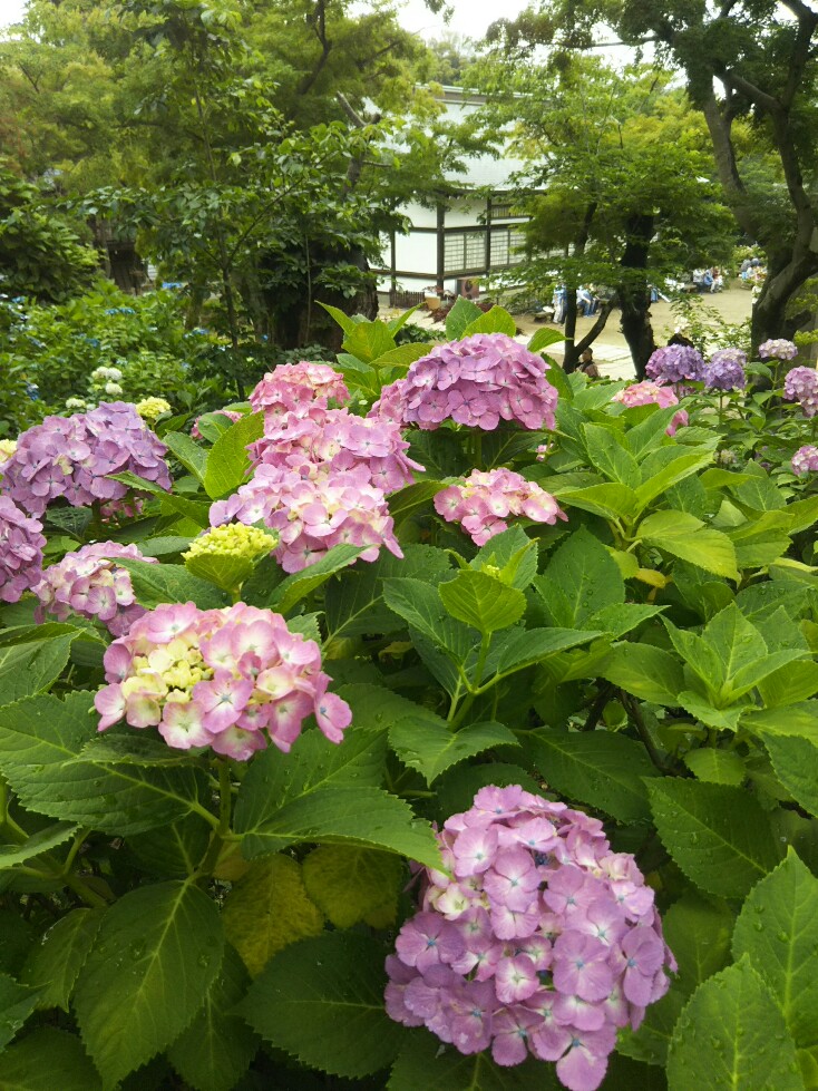 f:id:hirotaka72:20190608112911j:plain f:id:hirotaka72:20190608112911j:plain