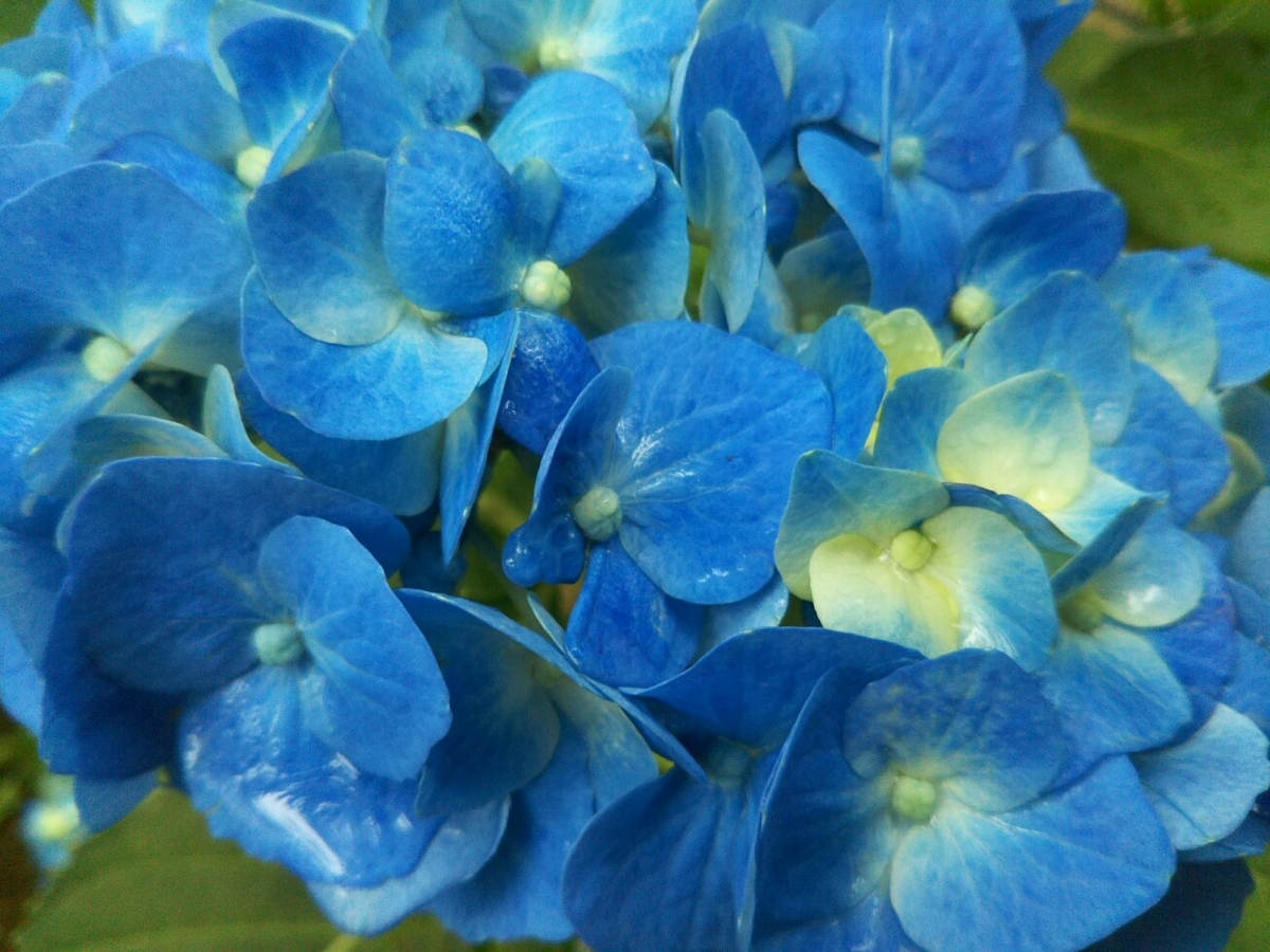 f:id:hirotaka72:20190608113100j:plain f:id:hirotaka72:20190608113100j:plain