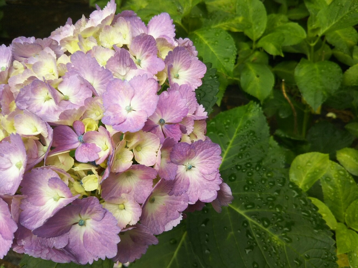 f:id:hirotaka72:20190608113321j:plain