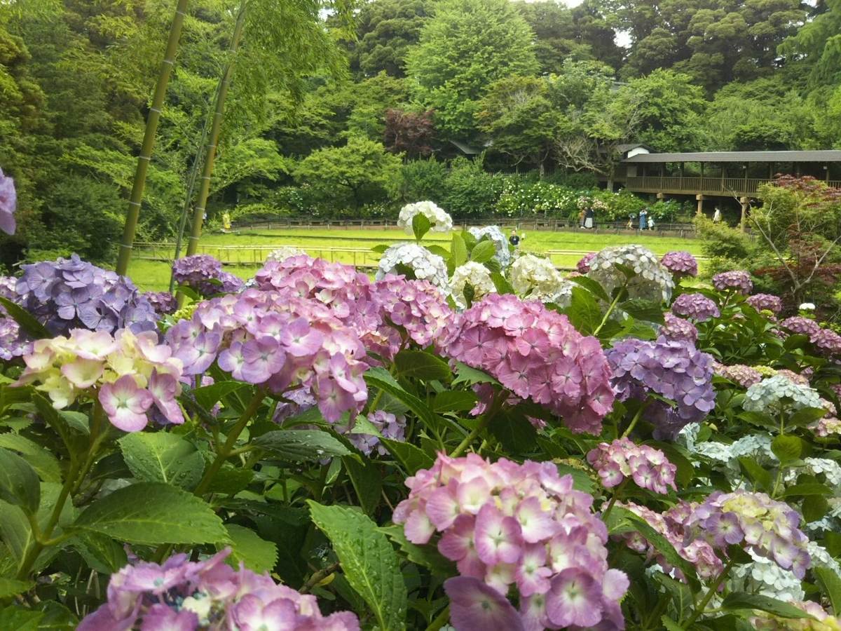 f:id:hirotaka72:20190608113613j:plain
