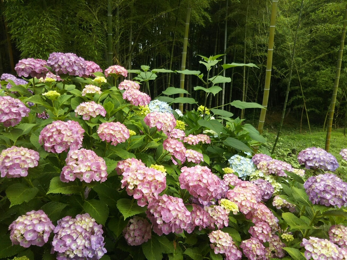 f:id:hirotaka72:20190608113629j:plain