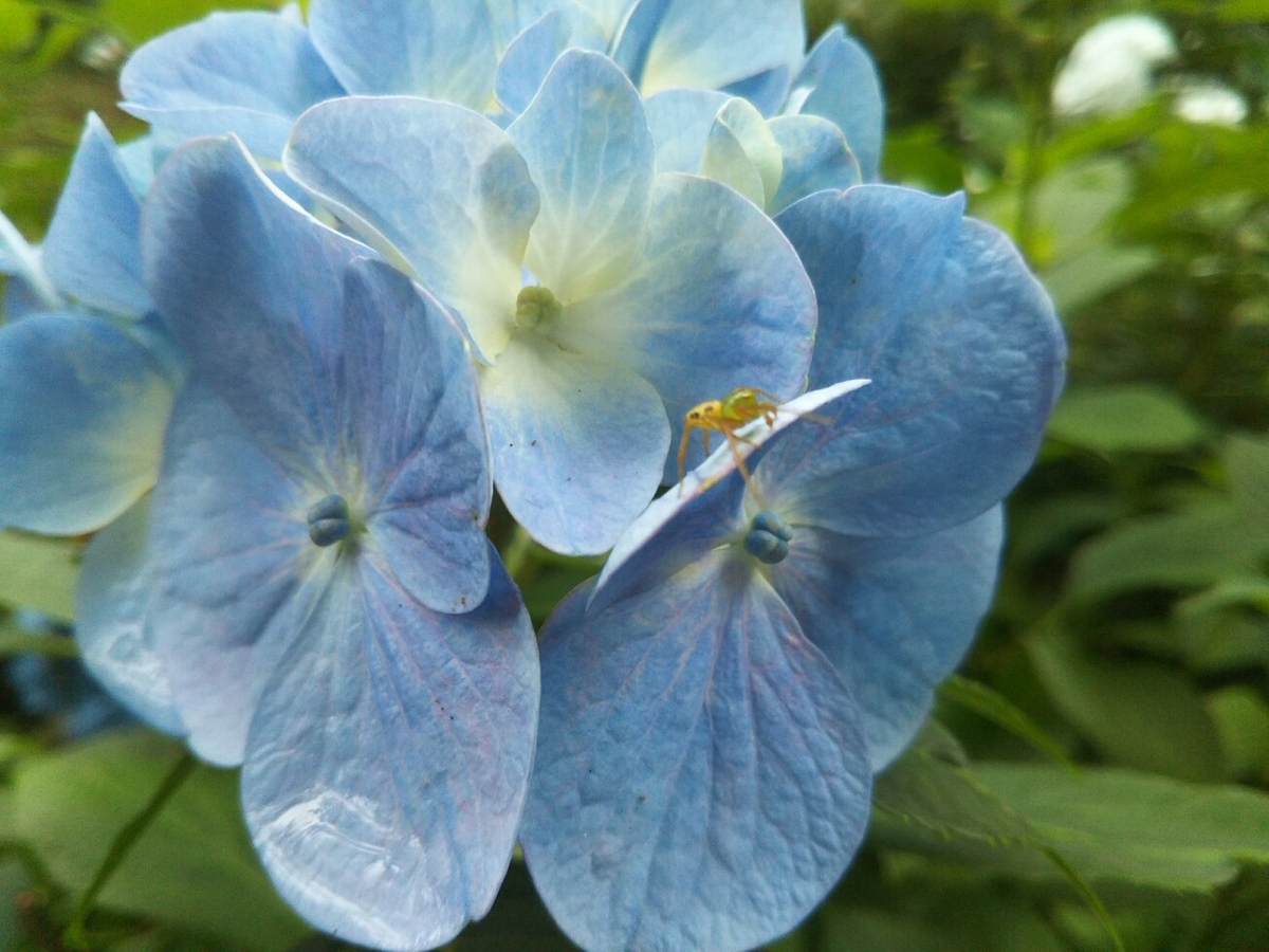 f:id:hirotaka72:20190608114442j:plain