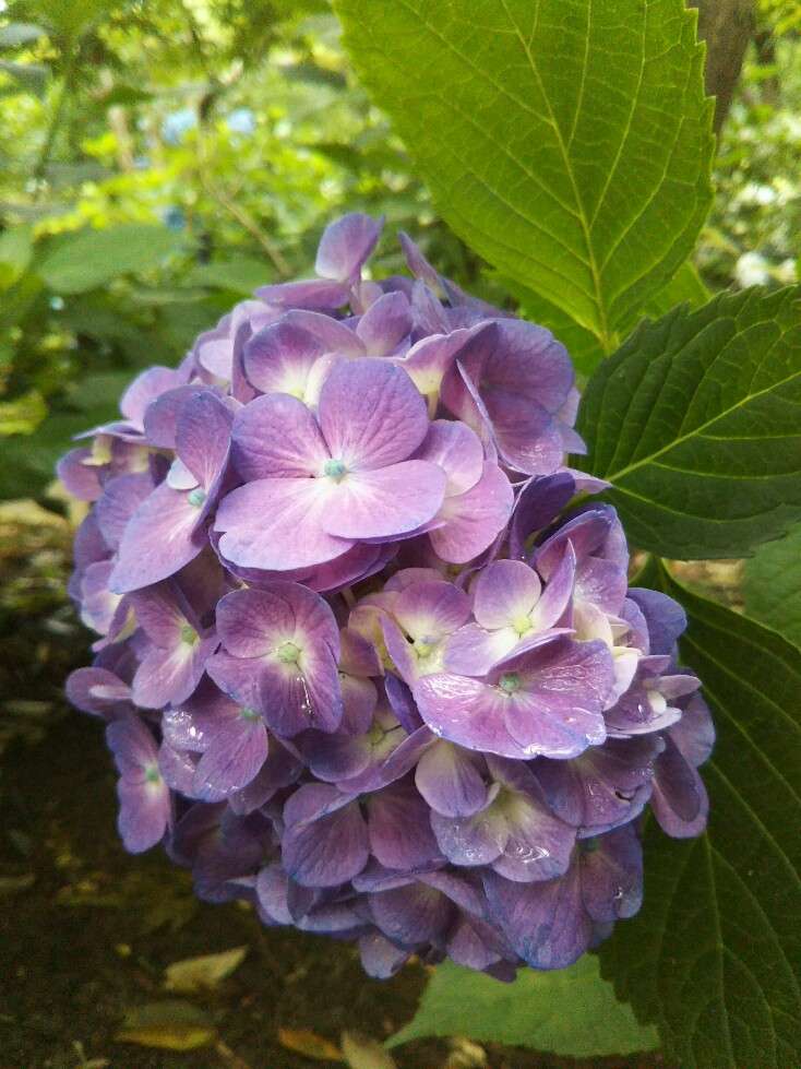 f:id:hirotaka72:20190608114532j:plain f:id:hirotaka72:20190608114532j:plain