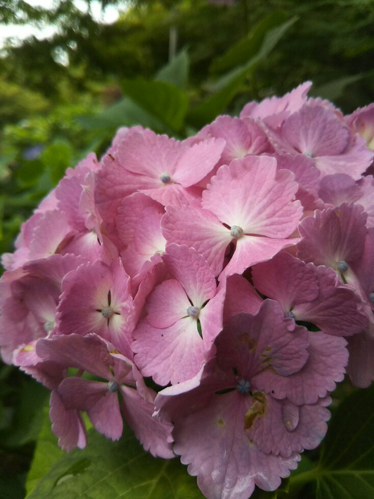 f:id:hirotaka72:20190608114552j:plain f:id:hirotaka72:20190608114552j:plain