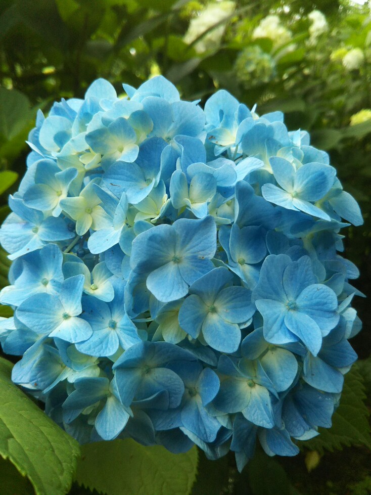 f:id:hirotaka72:20190608114613j:plain f:id:hirotaka72:20190608114613j:plain