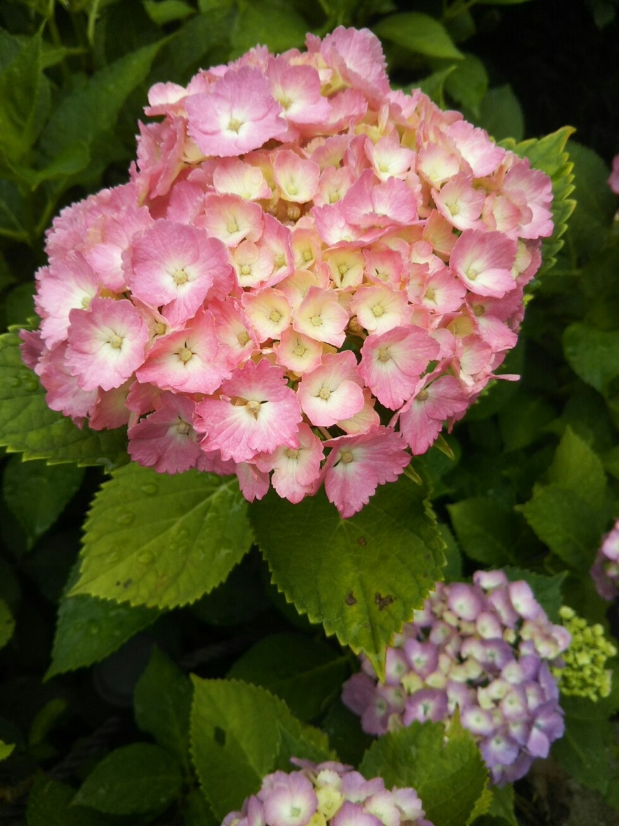 f:id:hirotaka72:20190608115220j:plain f:id:hirotaka72:20190608115220j:plain