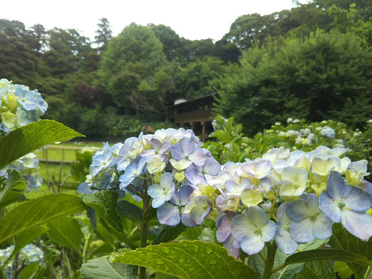 f:id:hirotaka72:20190608115253j:plain