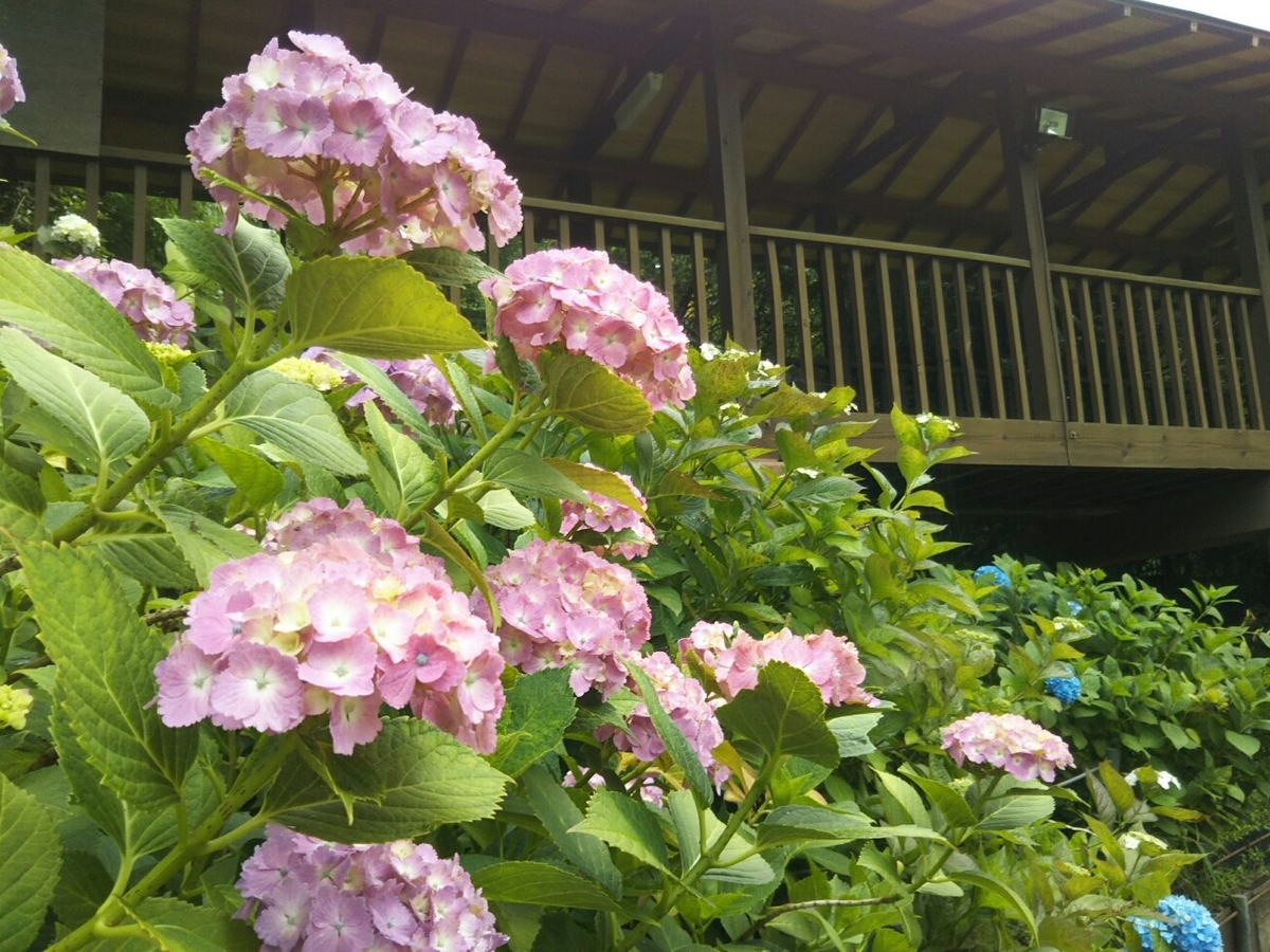 f:id:hirotaka72:20190608115520j:plain