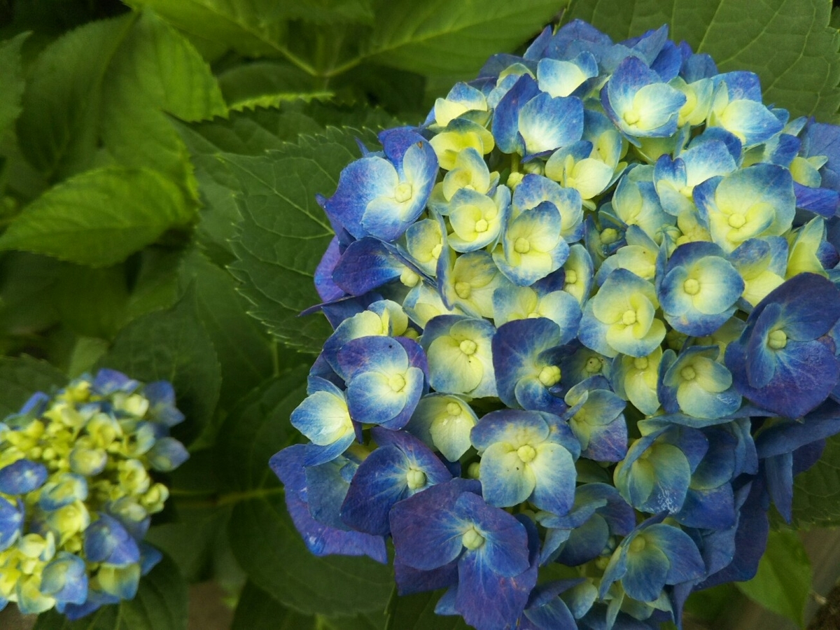 f:id:hirotaka72:20190608120449j:plain