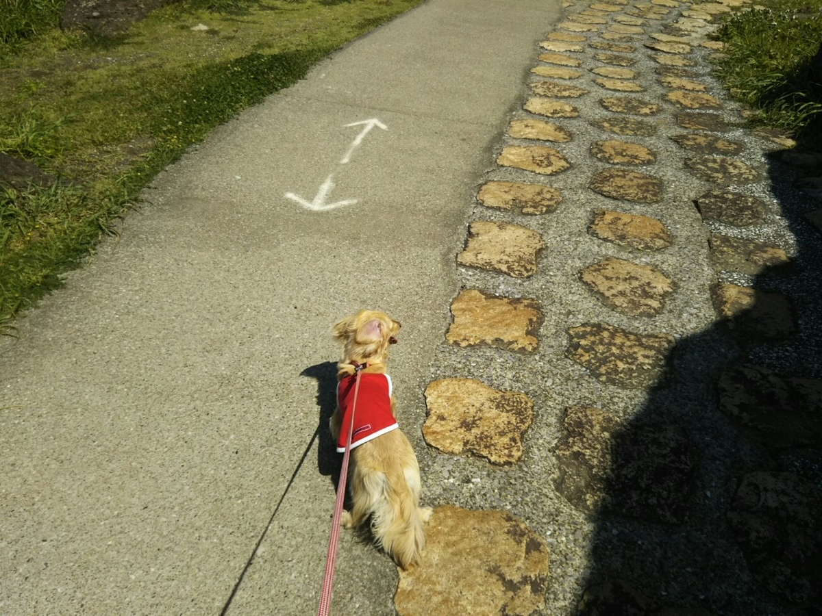 f:id:hirotaka72:20190616133739j:plain f:id:hirotaka72:20190616133739j:plain