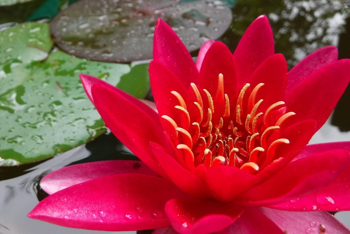 f:id:hirotaka72:20190622132238j:plain f:id:hirotaka72:20190622132238j:plain