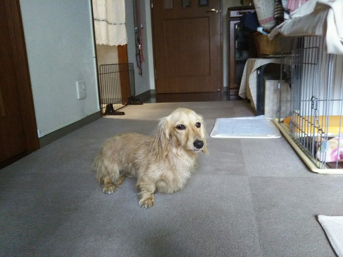 f:id:hirotaka72:20190623102235j:plain