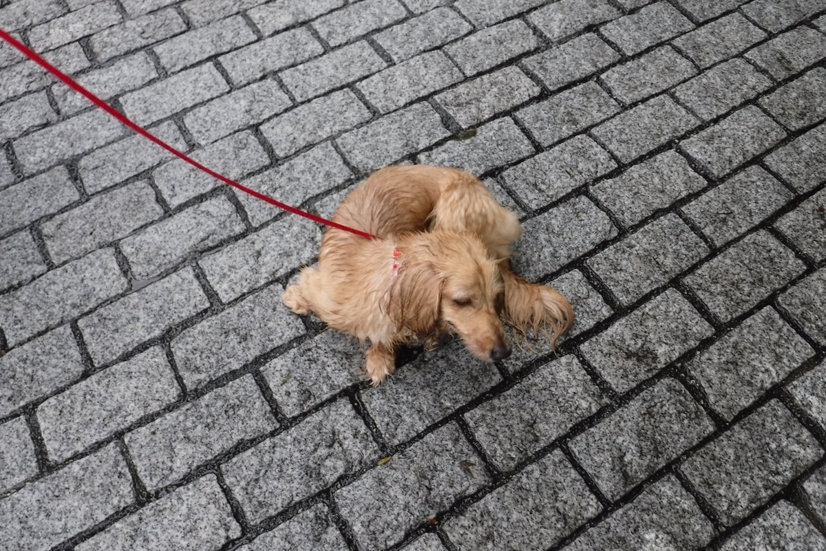 f:id:hirotaka72:20190629125745j:plain f:id:hirotaka72:20190629125745j:plain