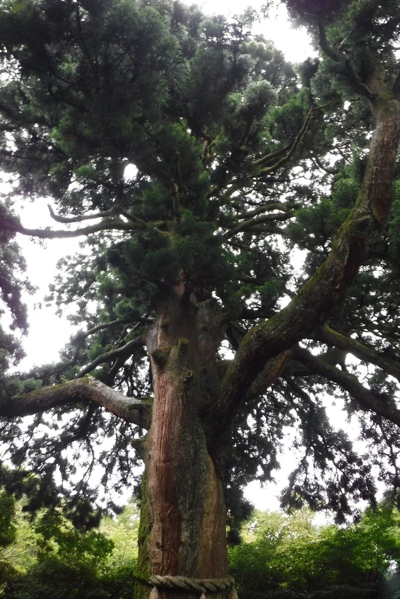 f:id:hirotaka72:20190629125945j:plain f:id:hirotaka72:20190629125945j:plain