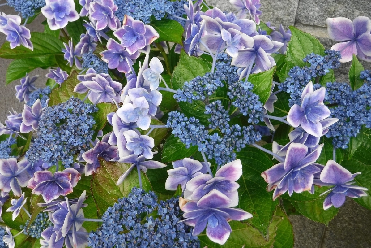 f:id:hirotaka72:20190629130418j:plain f:id:hirotaka72:20190629130418j:plain