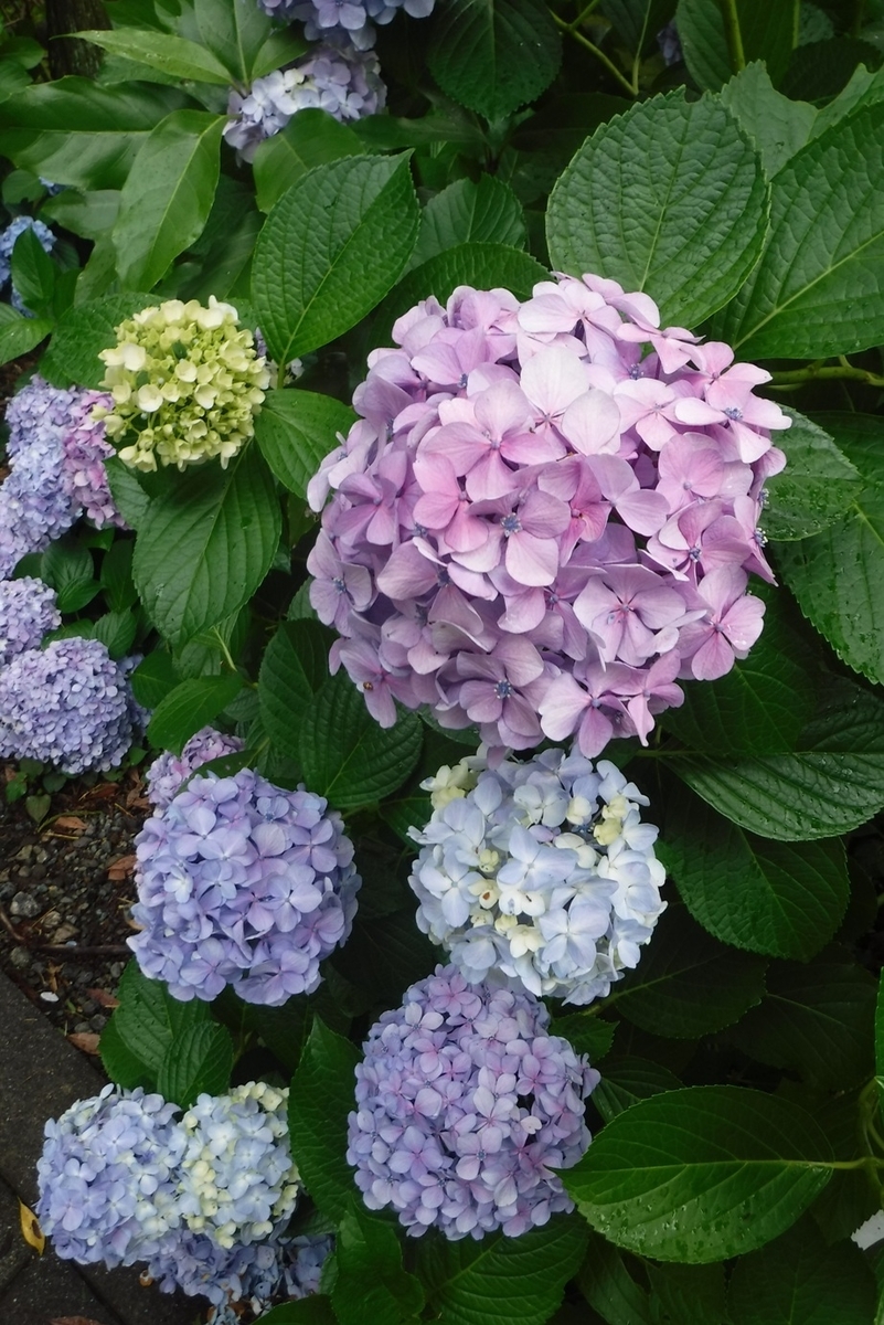 f:id:hirotaka72:20190630140507j:plain f:id:hirotaka72:20190630140507j:plain
