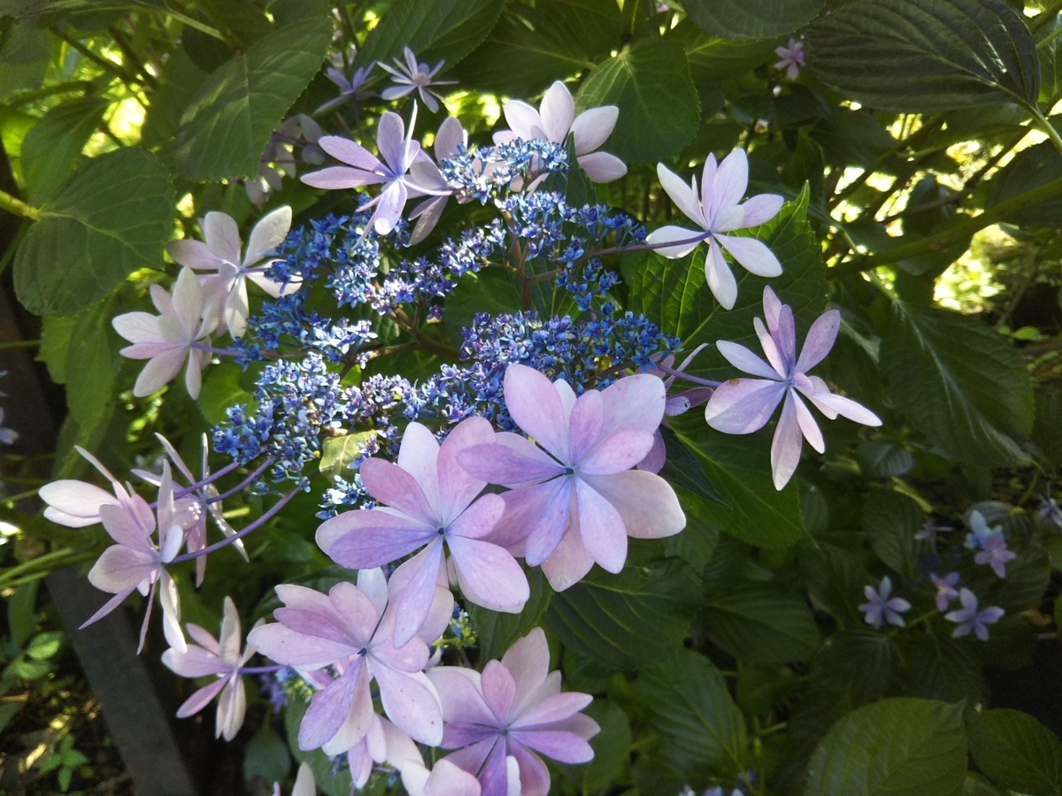 f:id:hirotaka72:20190713080755j:plain