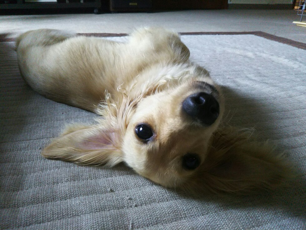 f:id:hirotaka72:20190720092701j:plain