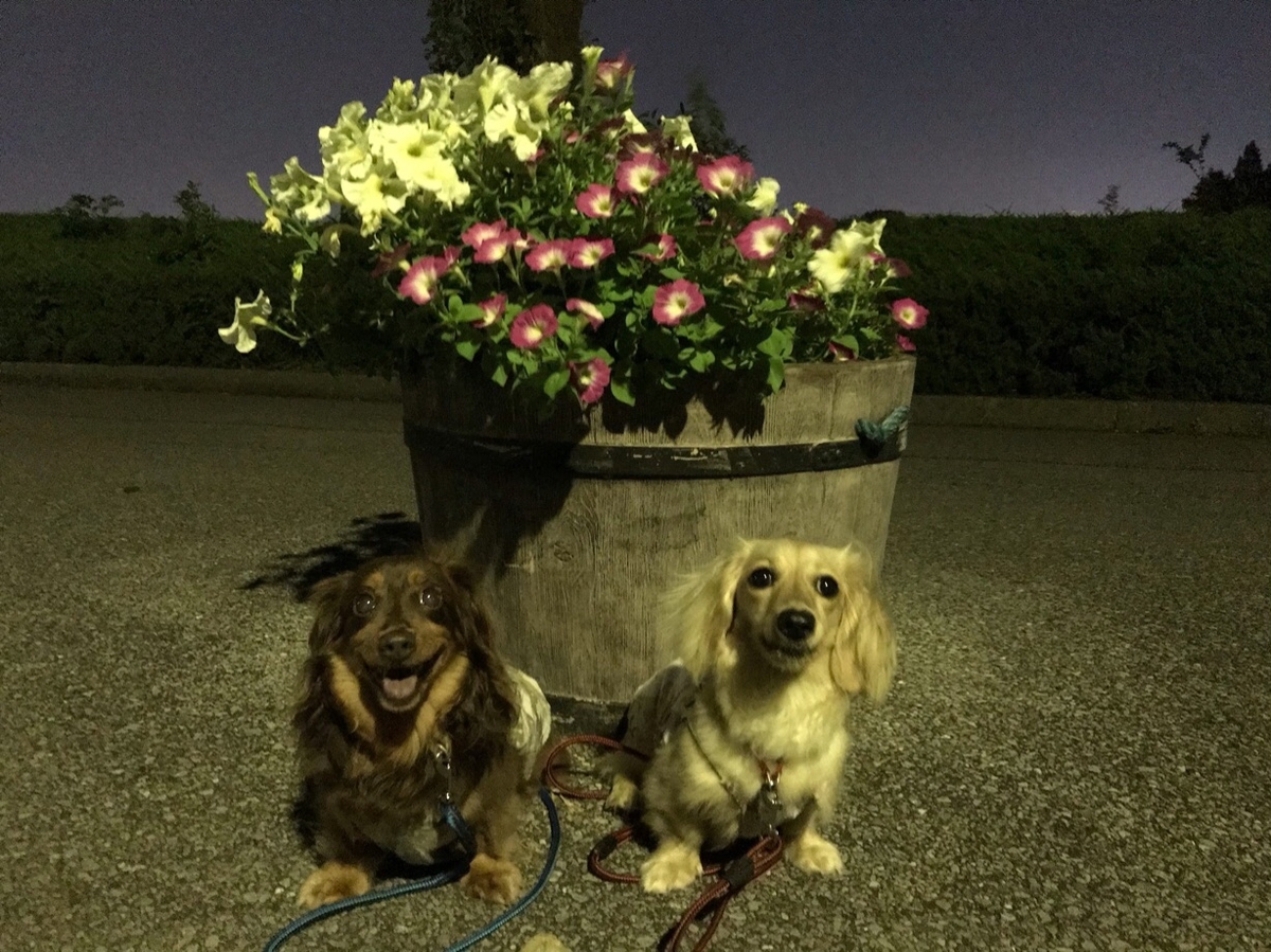 f:id:hirotaka72:20190725220832j:plain