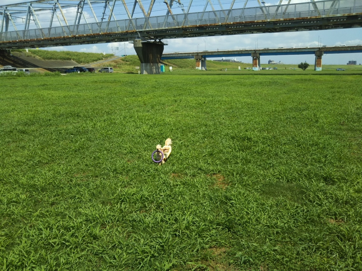 f:id:hirotaka72:20190804103542j:plain f:id:hirotaka72:20190804103542j:plain