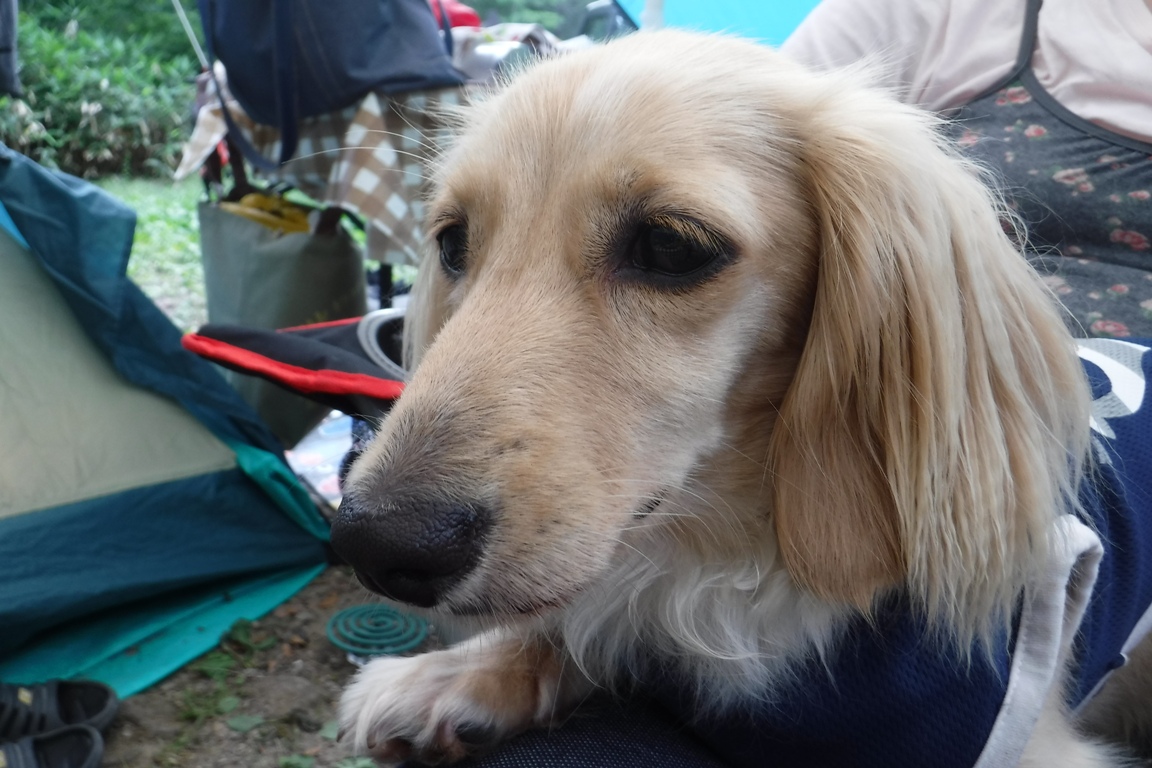 f:id:hirotaka72:20190812143100j:plain f:id:hirotaka72:20190812143100j:plain