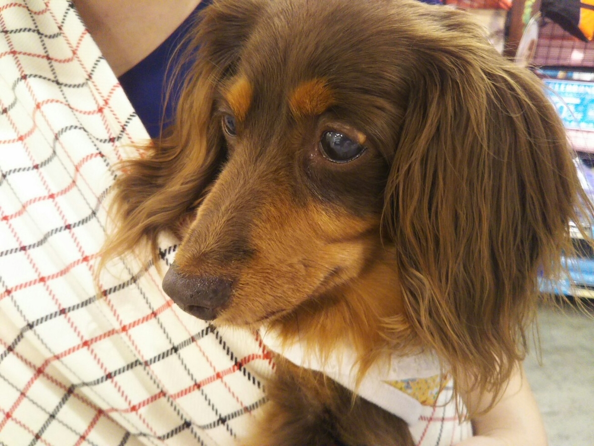 f:id:hirotaka72:20190817130406j:plain f:id:hirotaka72:20190817130406j:plain