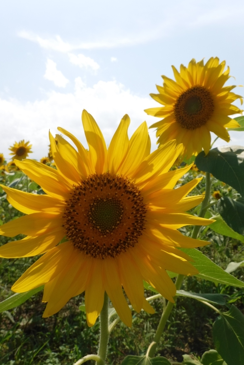 f:id:hirotaka72:20190824132348j:plain f:id:hirotaka72:20190824132348j:plain