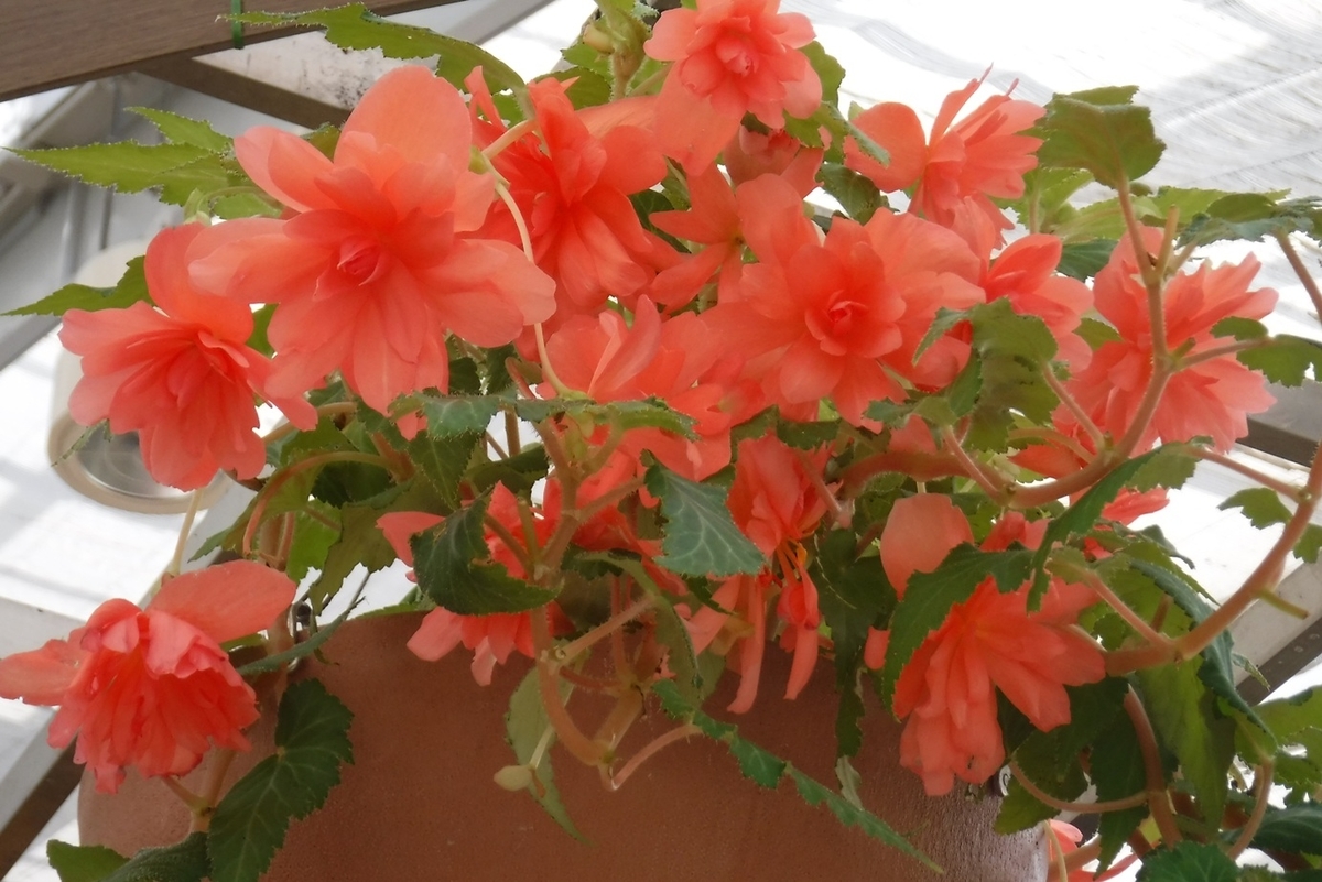 f:id:hirotaka72:20190824134348j:plain f:id:hirotaka72:20190824134348j:plain