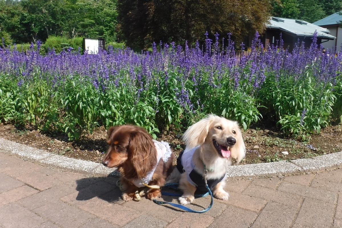 f:id:hirotaka72:20190824141451j:plain f:id:hirotaka72:20190824141451j:plain