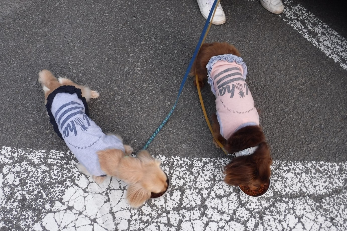 f:id:hirotaka72:20190824172308j:plain f:id:hirotaka72:20190824172308j:plain