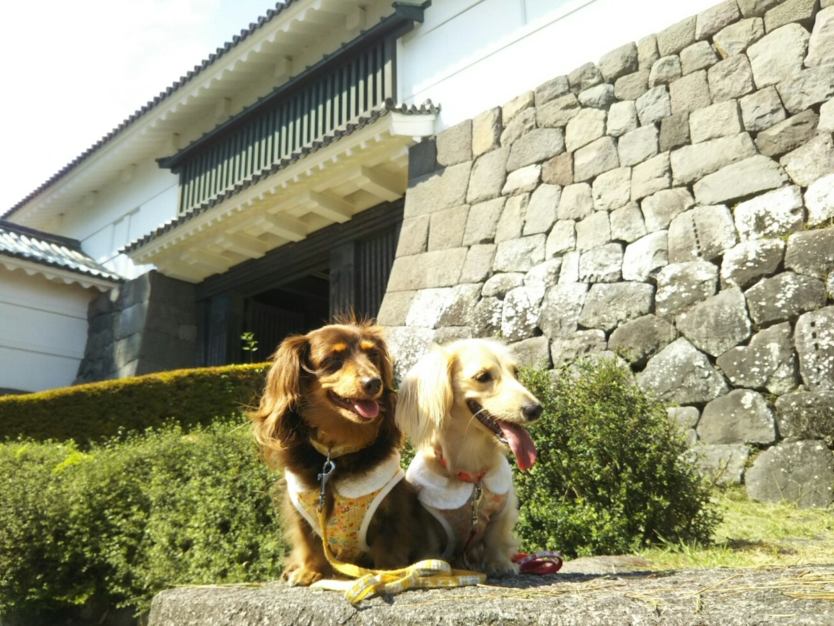f:id:hirotaka72:20190917125553j:plain f:id:hirotaka72:20190917125553j:plain