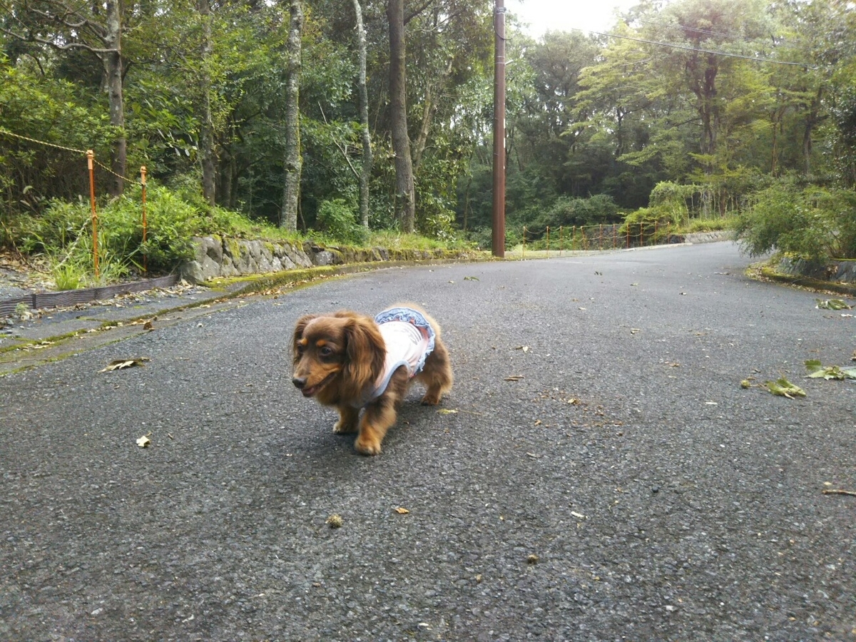 f:id:hirotaka72:20190918070346j:plain f:id:hirotaka72:20190918070346j:plain