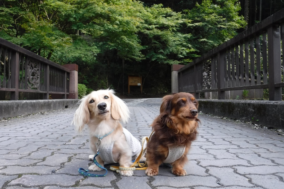 f:id:hirotaka72:20190929123449j:plain f:id:hirotaka72:20190929123449j:plain