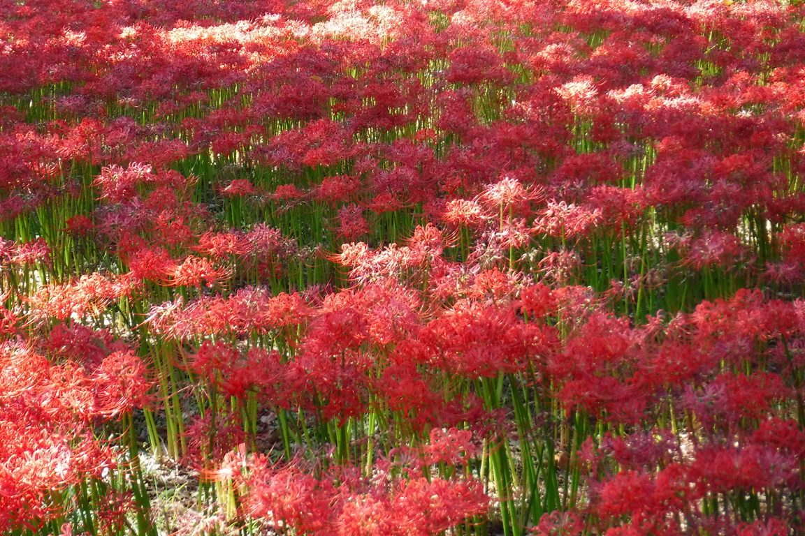 f:id:hirotaka72:20191005093239j:plain f:id:hirotaka72:20191005093239j:plain
