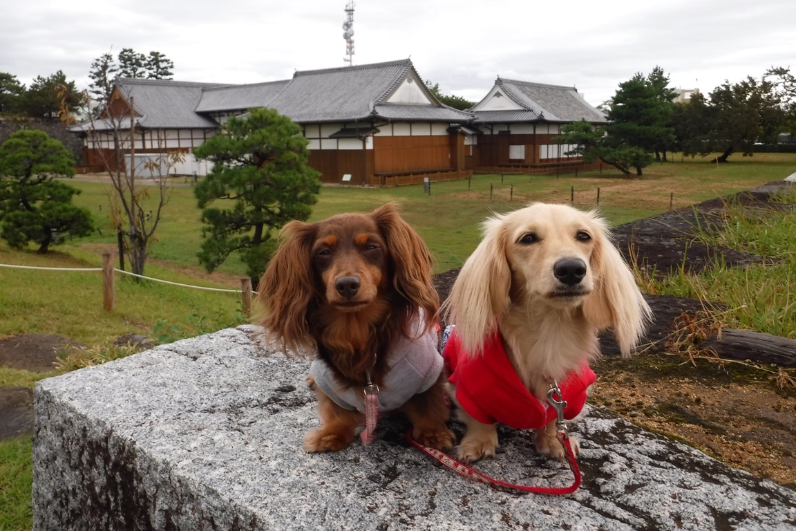 f:id:hirotaka72:20191019082736j:plain f:id:hirotaka72:20191019082736j:plain