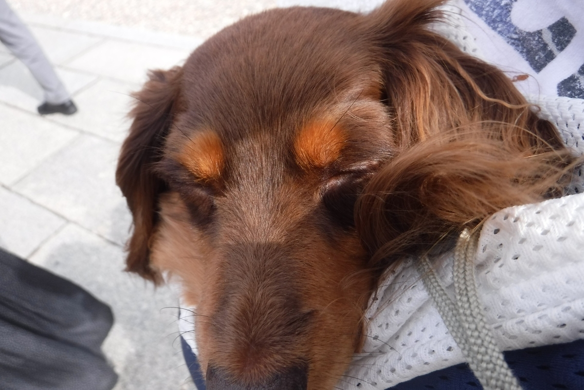 f:id:hirotaka72:20191020120226j:plain f:id:hirotaka72:20191020120226j:plain