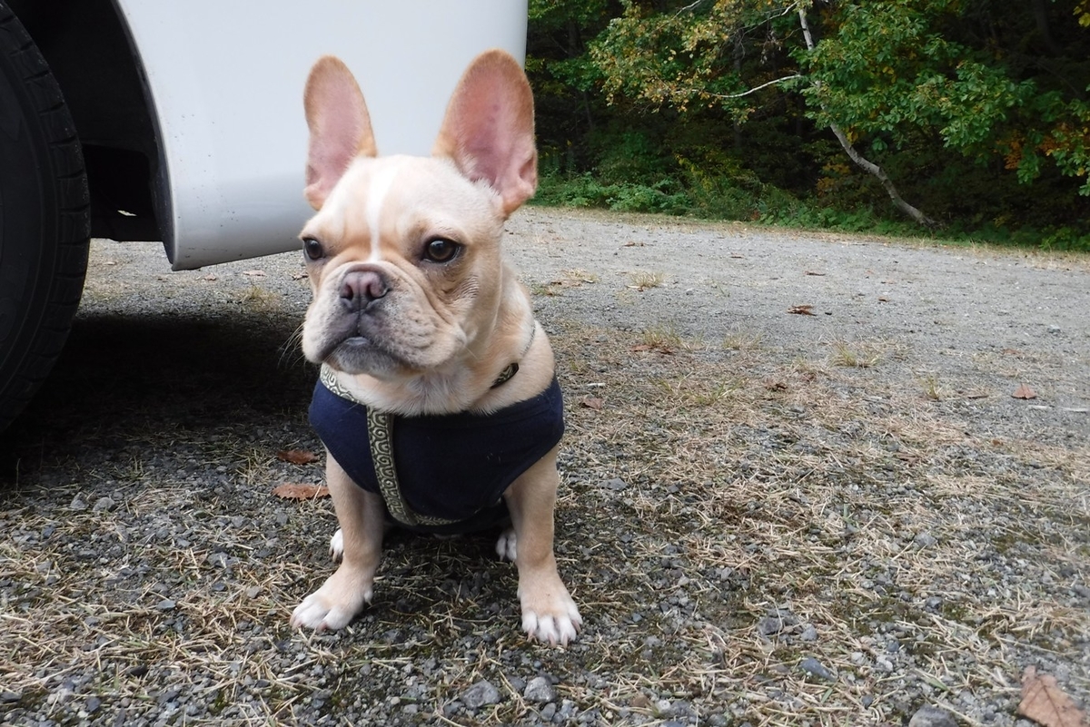f:id:hirotaka72:20191027141721j:plain f:id:hirotaka72:20191027141721j:plain