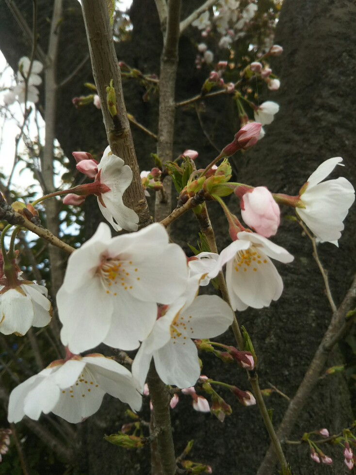 f:id:hirotaka72:20200328101918j:plain f:id:hirotaka72:20200328101918j:plain