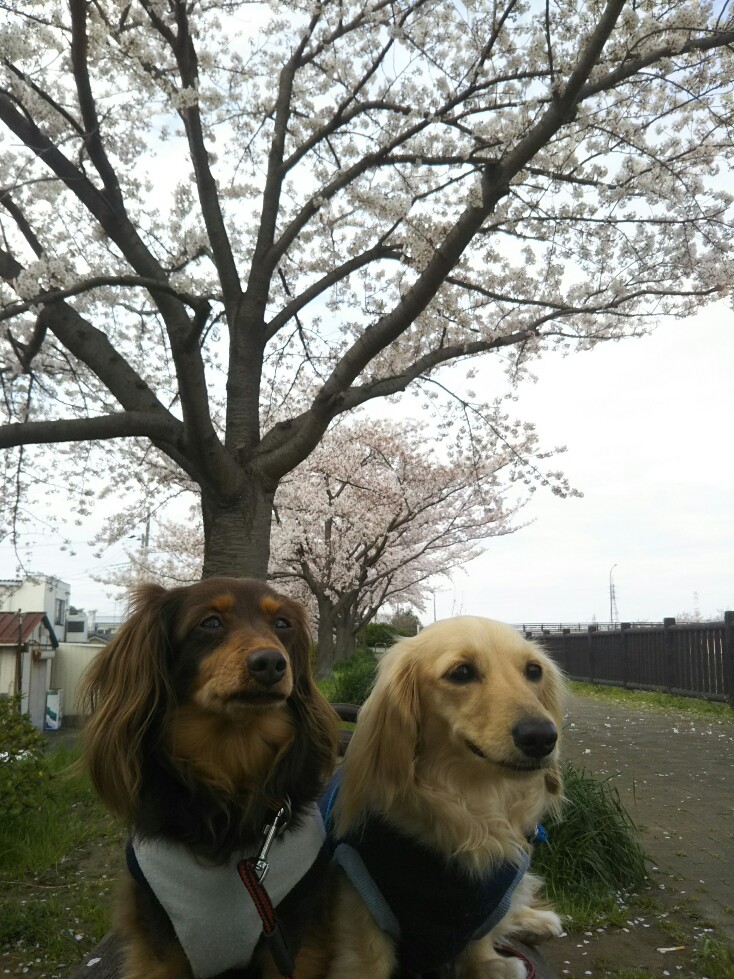 f:id:hirotaka72:20200328102801j:plain f:id:hirotaka72:20200328102801j:plain