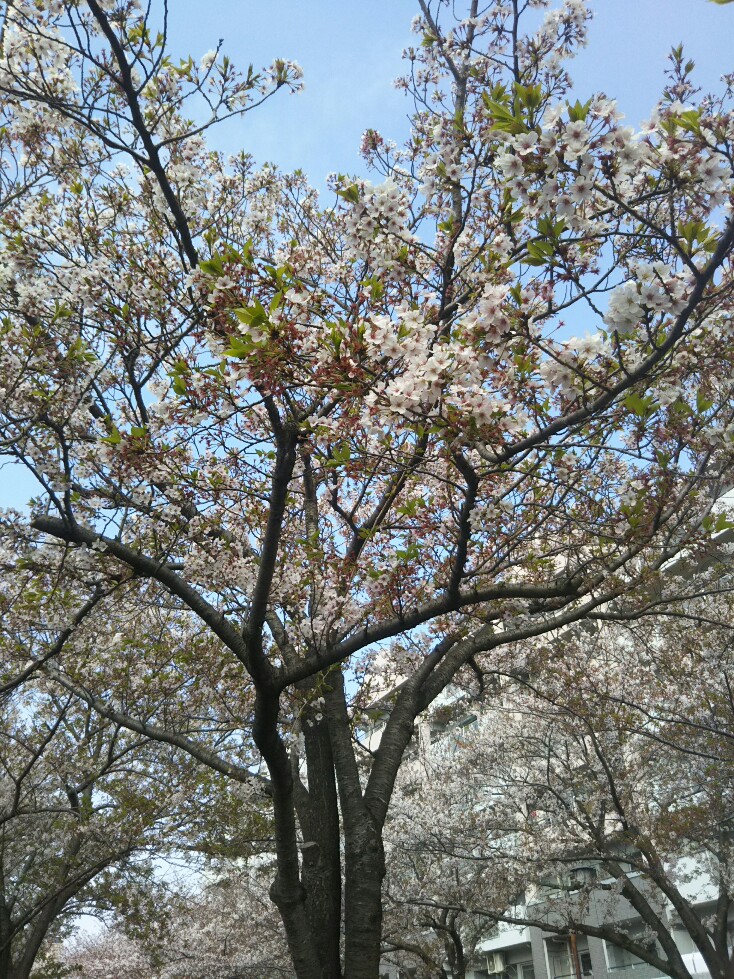 f:id:hirotaka72:20200408082744j:plain